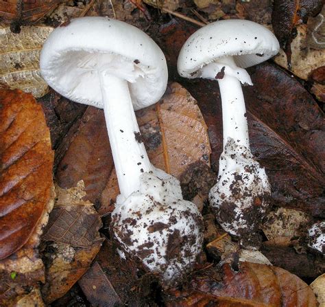 Weißer Knollenblätterpilz Frühlingsknollenblätterpilz Amanita