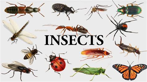 Why don't we benefit from their excitement and have a little clil lesson?| skyteach. A-Z INSECTS NAMES - YouTube