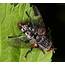 Flesh Fly  Sarcophaga Sp North American Insects & Spiders