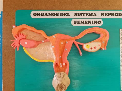Danipaumaquets Maqueta Del Aparato Reproductor Femenino