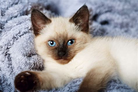 Feline 411 All About The Balinese Cat Breed