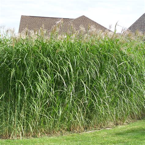 It is tolerant of drought and humid weather as well as hot temperatures throughout the summer. Silver Grass Rhizomes (50 Pack) - Privacy Grass
