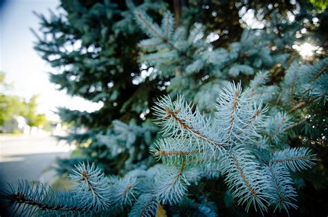Utahs First State Tree Blue Spruce