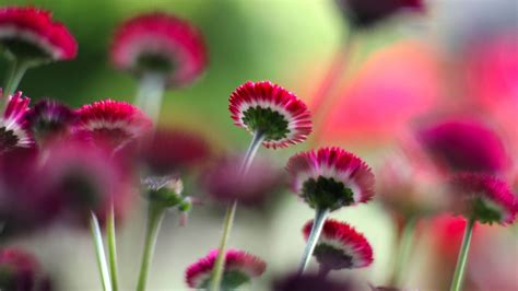 Photography Of Pink Flowers Field Blur Background Hd Photography