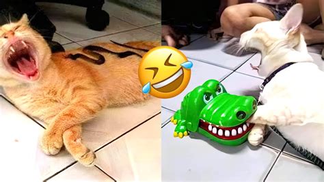 Try Not To Laugh Funniest Dogs 🐶 And Cat 😹 Videos 😁 Best Funny