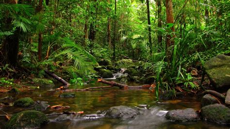 Картинки тропики джунгли лес сельва обои 1920x1080 картинка №138720