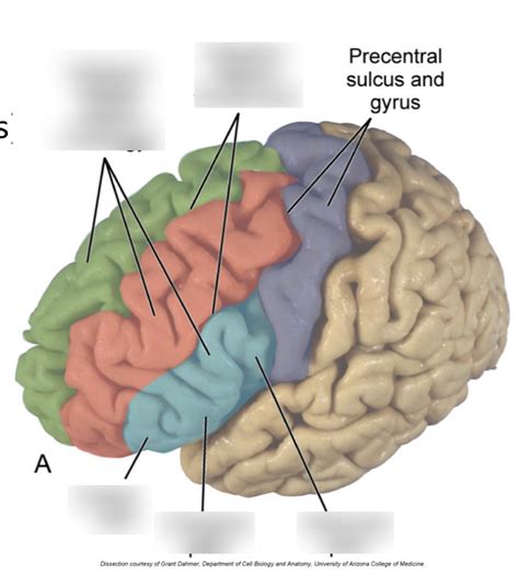 Frontal Lobe Lateral Surface Diagram Quizlet