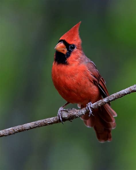 Perching Cardinal By Brian Fox