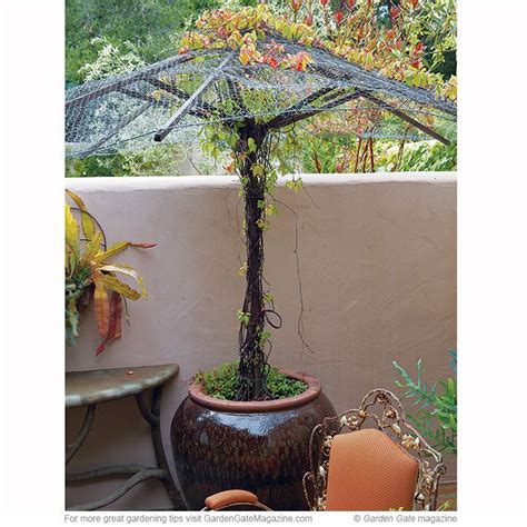 Cost Saving Trellis Give A Vine Sturdy Support With This Unique