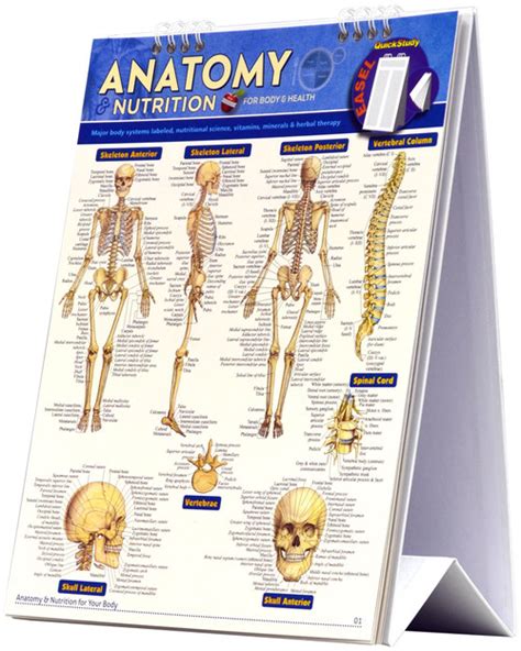 Quickstudy Anatomy And Nutrition For Body And Health Easel 9781423222675