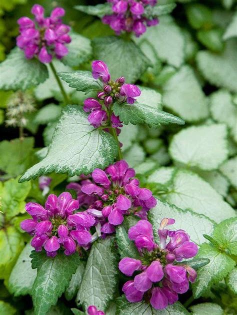 Lamium Shade Garden Garden And Yard Garden Plants Perennial Garden