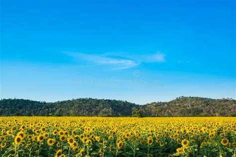 Sun Flower Farm Stock Image Image Of Beautiful Beauty 47989019