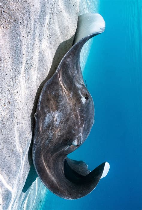 Stingray Maldives Animals Ocean Scuba Diving Sea Animal Sea