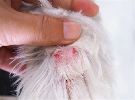 Premium Photo Wounds On Dogs Feet After Being Bitten By A Snake