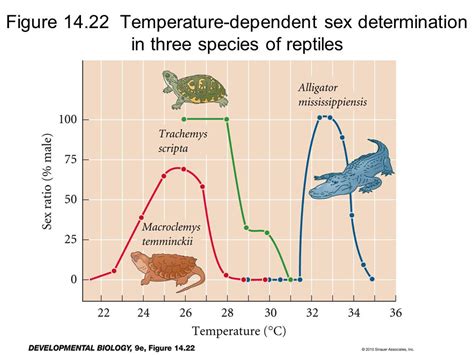 Study Shows How Temperature Determines Sex In Alligators Social News Xyz