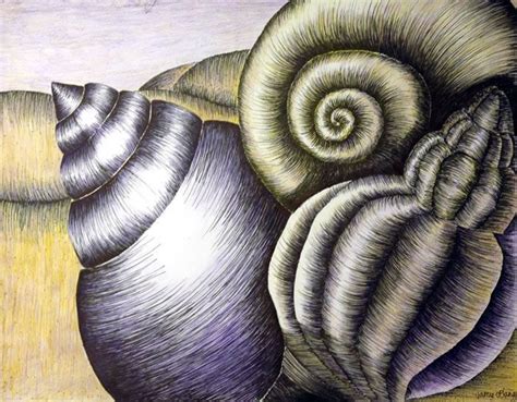 Pin By Rus Sito On 2015 2do Cuatrimestre Shell Drawing Natural Form