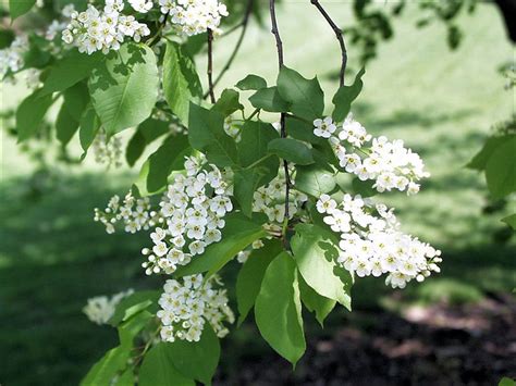 White flowers in spring cluster of small flowers surrounded by a ring of larger flowers. Native Chokecherry - TLC ShopTLC Shop