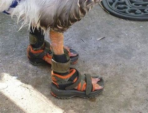 Goose Wearing Sandals Funny Bizarre Amazing Pictures