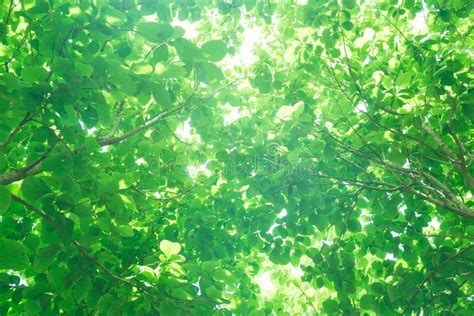 Sunlight Through The Fresh Green Leavesgreen Leaves Background Stock