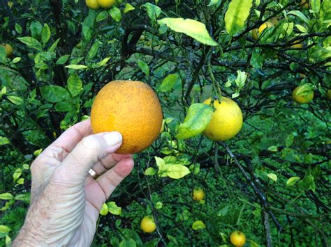 6 Ways Citrus Greening Research Is Fighting To Save The Florida Citrus