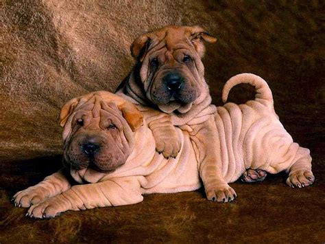 Top 7 Shar Pei Puppies Photos Pictures Of Animals 2016
