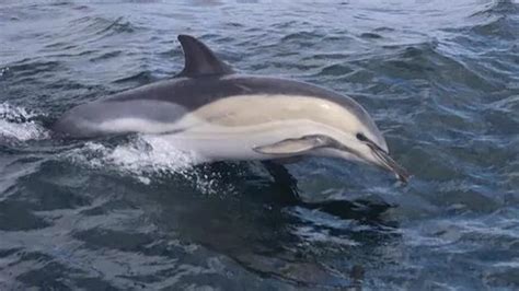 Rare Striped Dolphins Spotted Off Cornwall Coast Near Falmouth