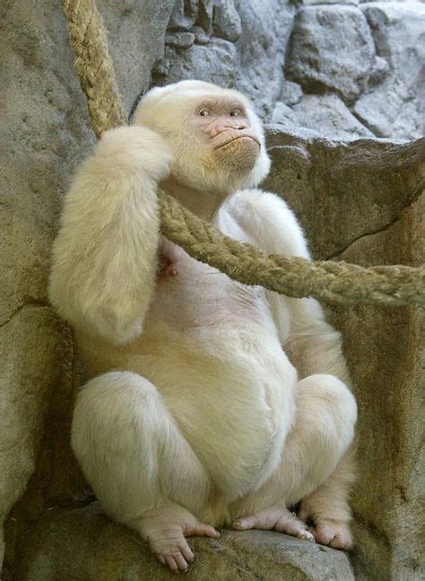 Snowflake The Albino Gorilla Lived At Barcelona Zoo After Being