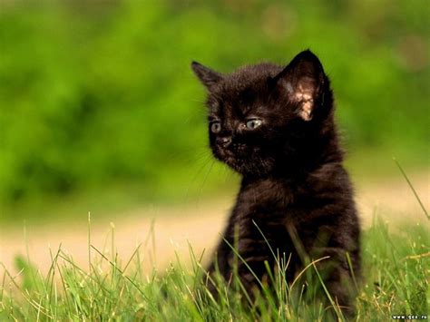 Little Black Kitten Desktop Wallpaper Pictures Little Black Kitten