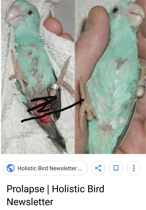 Think Our Male Parakeet Has A Prolapsed Rectum Bloody Cloaca Rinsed