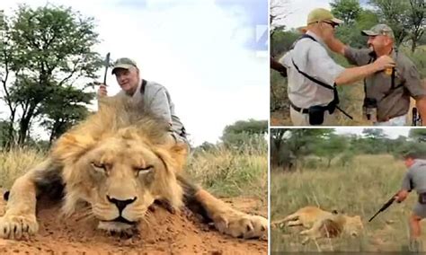 Video Reveals A Tourist Pay £12k To Kill A Lion And Pose With Its Dead