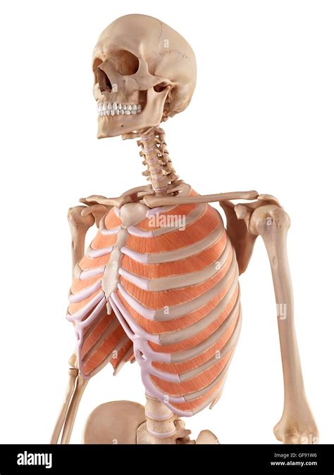Human Thoracic Muscles Illustration Stock Photo Alamy