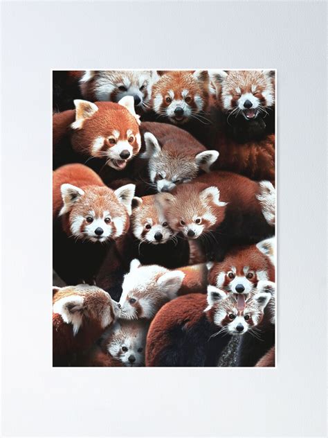 Red Pandas Poster By Maxencepierrard Redbubble