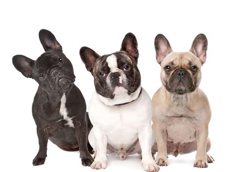 How much are purebred french bulldogs? French Bulldog Cost - How Much Do French Bulldogs Cost ...