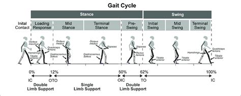 The Gait Cycle Showing Muscles That Are Influenced By Neuromuscular