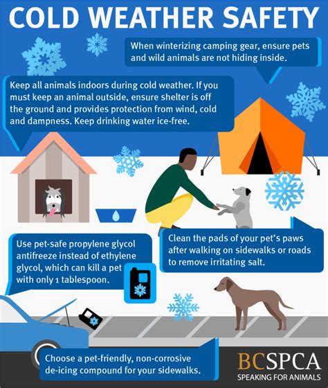Protecting Your Furry Friends This Winter