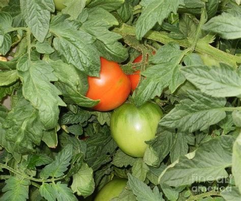 Tomato Toma Toe Photograph By Maria Tripician Fine Art America