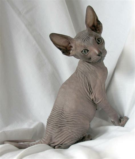 Hairless Cat Breeds Pets Exotic Animals Stories