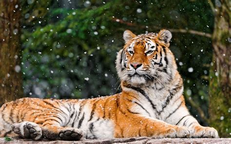 Siberian Tiger Lying Predator Wallpaper Coolwallpapersme