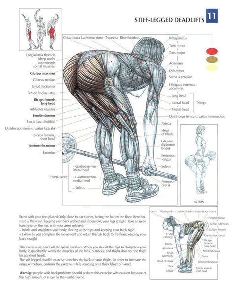 We are one of the most popular lyrics channels out there with over 2+ billion views. The ANATOMY of Stiff Leg Deadlift