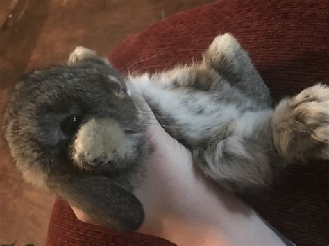Join the hlrsc to start sharing your passion for the holland lop with others and you'll receive a free subscription to the hollander magazine, the. Holland Lop Rabbits For Sale | Coxsackie, NY #197495