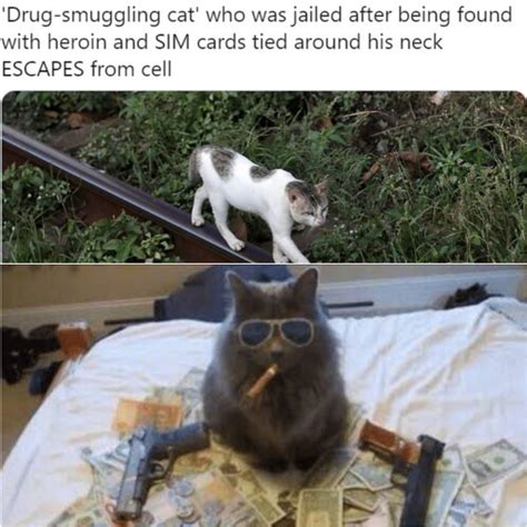Gangsta Cat Meme Guy