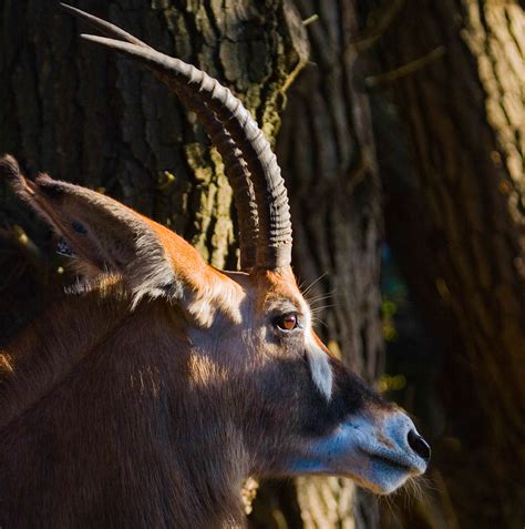Roan Antelope — B Bryan Preserve