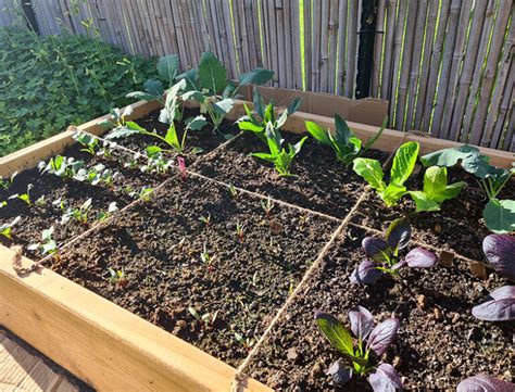What Is Square Foot Gardening All You Need To Know Ultimate Guide