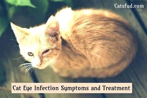 Cat Eye Infection Symptoms And Treatment Catsfud