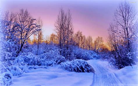 Narrow Snowy Path On A Winter Evening Forest Tree Nature Desktop