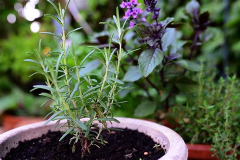 Heres How You Can Grow Rosemary Indoors From Seed Happysprout