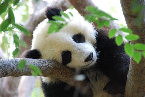 2694 San Diego Zoo Sleeping Baby Panda Panda Baby Panda Panda Love
