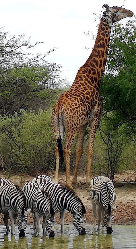 Giraffe And Zebras About Wild Animals