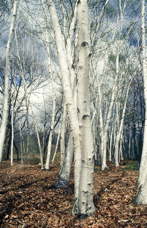 Birch Trees Stock Image C0016093 Science Photo Library