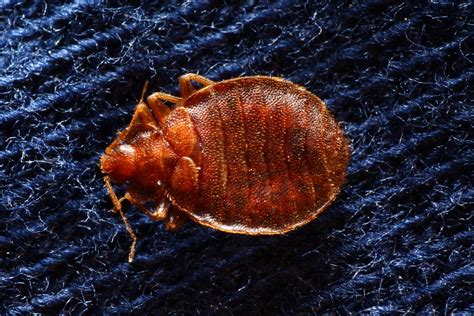 Non Bed Locations Where You Might Find Bedbugs Part 2